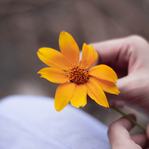 Calendula